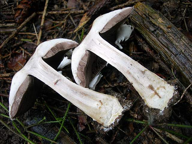 Agaricus impudicus   (Rea)  Pilt